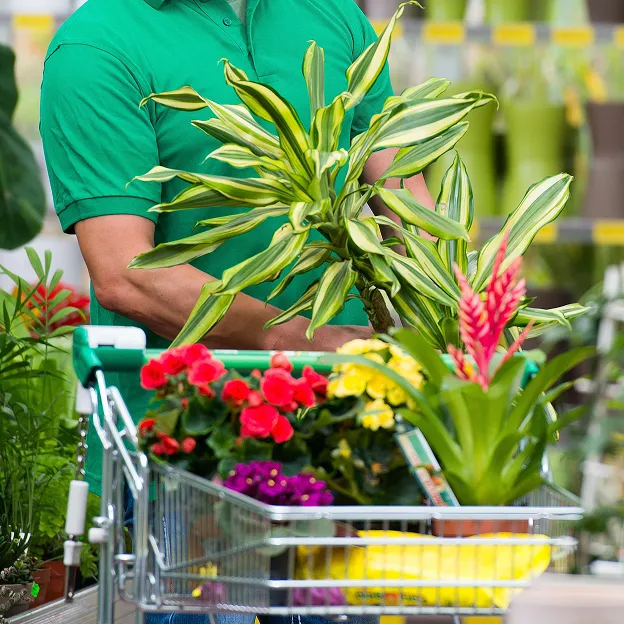 Client choisissant des plantes en jardinerie pour décorer son extérieur