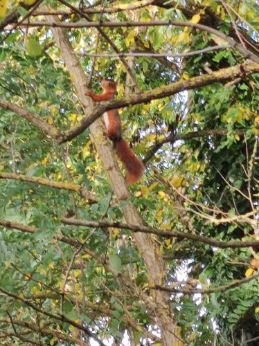 Chrysanthèmes - La Toussaint