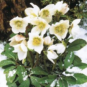 Hellebore