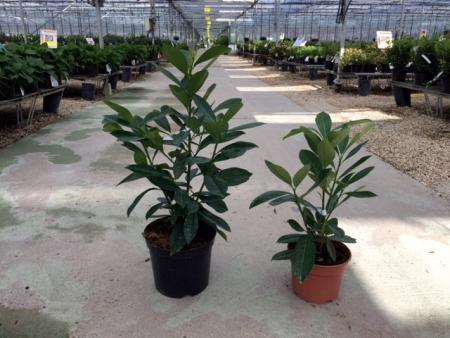 Prunus Caucasica (Laurier Palme)