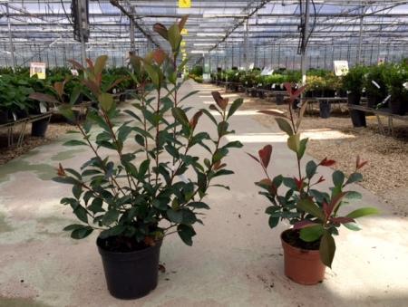 Photinia Fraseri Red Robin