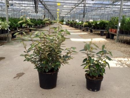 Eleagnus Ebbengei Limelight