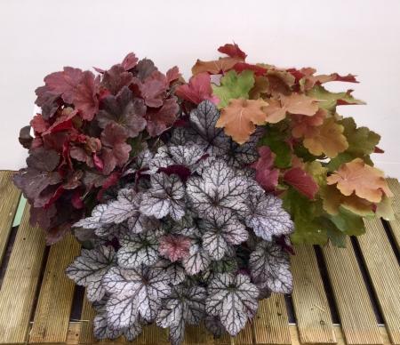 Heuchera