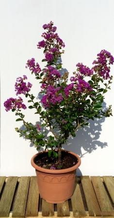 Lagerstroemia (Lilas des Indes)