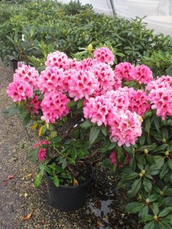 Rhododendron